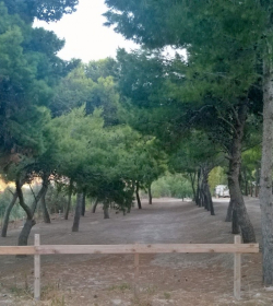 Camping La Pineta Village